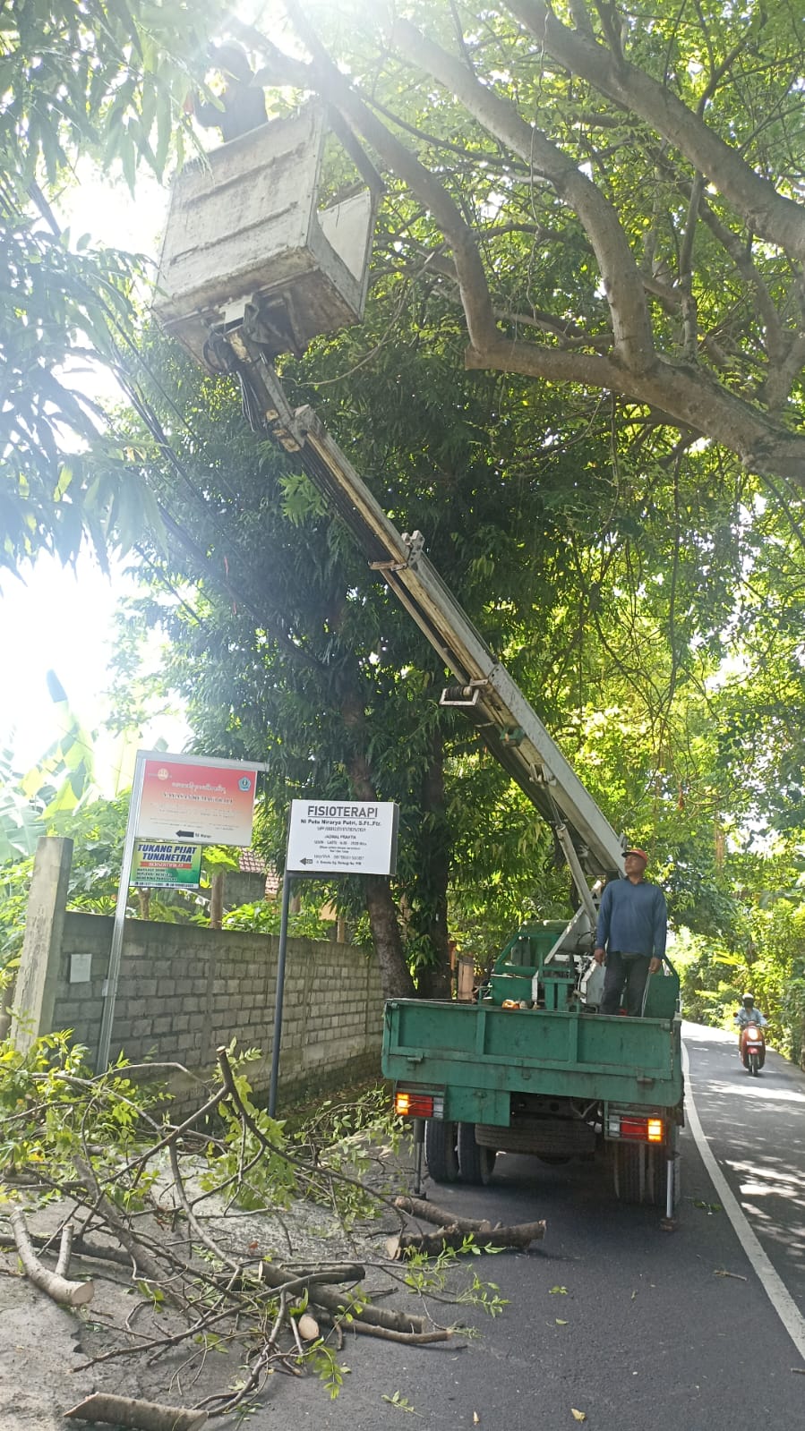 DLHK Denpasaar Rutin Intensifkan Perompesan, Antisipasi Pohon Tumbang
