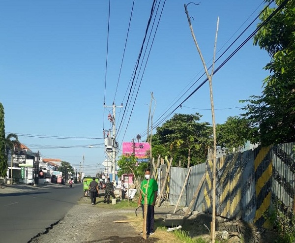 Percantik Wajah Lingkungan, Kelurahan Panjer Tanam Tabebuya di Sejumlah ...